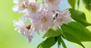 ضرورت نیکوکاری ؛ پاداش نیکوکاری ؛ شرایط نیکوکاری ؛نمونه‌ای از احسان